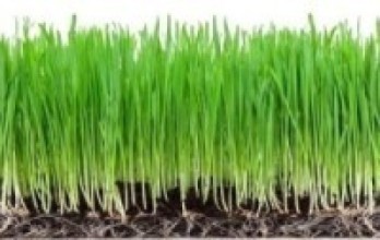 मन्दिरमा सार्वजनिक जमरा नराखिने