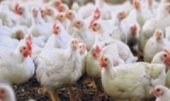 सीमावर्ती भारतीय बजारमा वर्डफ्लू भएपछि पर्सामा कुखुराको पैठारीमा पूर्ण रोक