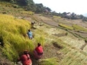 सुदूरपश्चिमका किसानलाई खेतबारीमै दसैं   