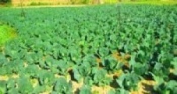 रोजगारी गुमाएकालाई कृषिमा आबद्ध गराइने