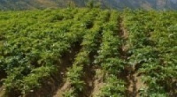 कृषि गणना २०७८ः प्रदेशमा कृषिबाटै खान नपुग्ने परिवार ५६ प्रतिशत