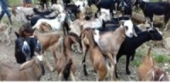 खसीबोका चोरी गर्ने गिरोहसहित मासु पसल सञ्चालक पक्राउ   