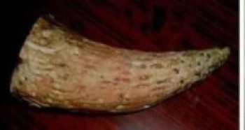 गैँडाको खागसहित पक्राउ  