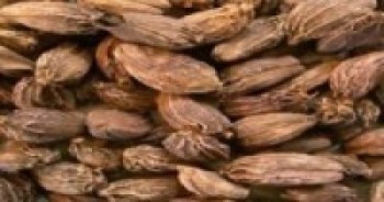 अलैँची टिप्न किसानलाई चटारो, बगानमै मनाए दसैँ