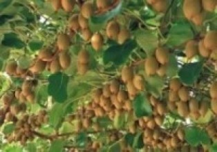 धान मासेर लगाइएको किबीले मालामाल