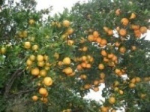 दोसल्ले गाउँमा बोटबाटै सुन्तला बिक्री   