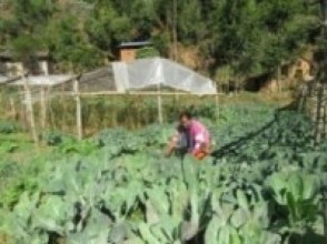 ब्याडमै काउली फुलेपछि किसान चिन्तित