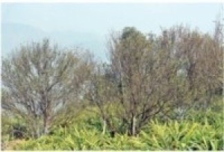 मासिँदै छ सुन्तला : सरकारी क्षेत्रले चासो नदिँदा चिन्तित छन् किसान