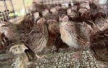 दाङमा बट्टाइपालन व्यवसाय फस्टाउँदै   