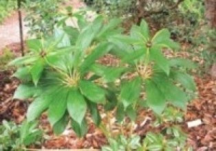 व्यावसायिक सतुवा खेतीबाट मनग्य आम्दानी