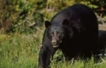 भालुको पित्तसहित पक्राउ   