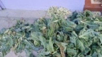 काउलीले बजारमा मूल्य पाएन