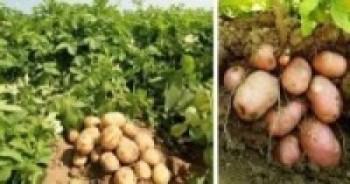 आलुखेतीमा क्रान्ति ल्याउन हरियो झण्डा टाँगिदै   