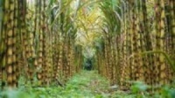 उखु खेती गर्ने किसानलाई आधुनिक यन्त्र वितरण   