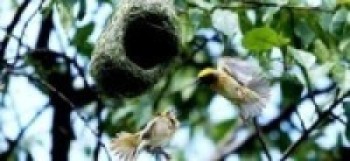 बगाले बगेडी चराको संरक्षणप्रति सरोकारवालाको चासो