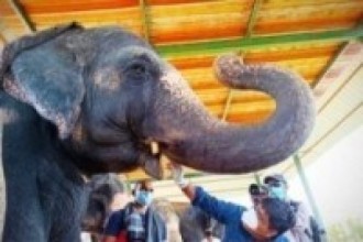 भारतमा १८ हात्तीको कोरोना परीक्षण  