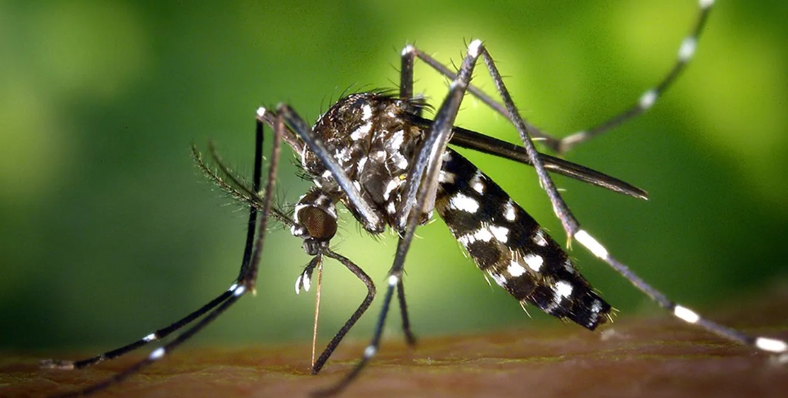 जापनिज इन्सेफ्लाइटिस सङ्क्रमण बढ्दै, देशभर ३१ जनाको मृत्यु