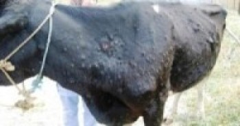 लम्पी स्किन रोग नियन्त्रणका लागि कदम चाल्न प्रधानमन्त्रीको निर्देशन    