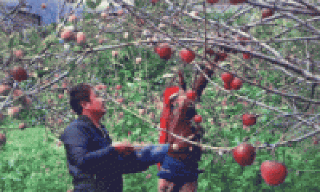 स्याउ गोडमेलमा व्यस्त किसान