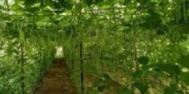 सिद्धार्थ राजमार्ग तरकारी पकेट क्षेत्र तथा सङ्कलन केन्द्रमा जोडिँदै कृषक