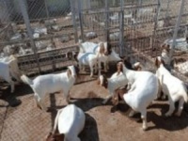 पढाउन छाडेर बाख्रापालन व्यवसायमा रमाउँदा ...