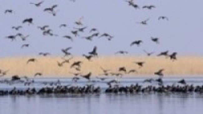 गुल्मीमा भेटिए तीन सय पाँच प्रजातिका चरा