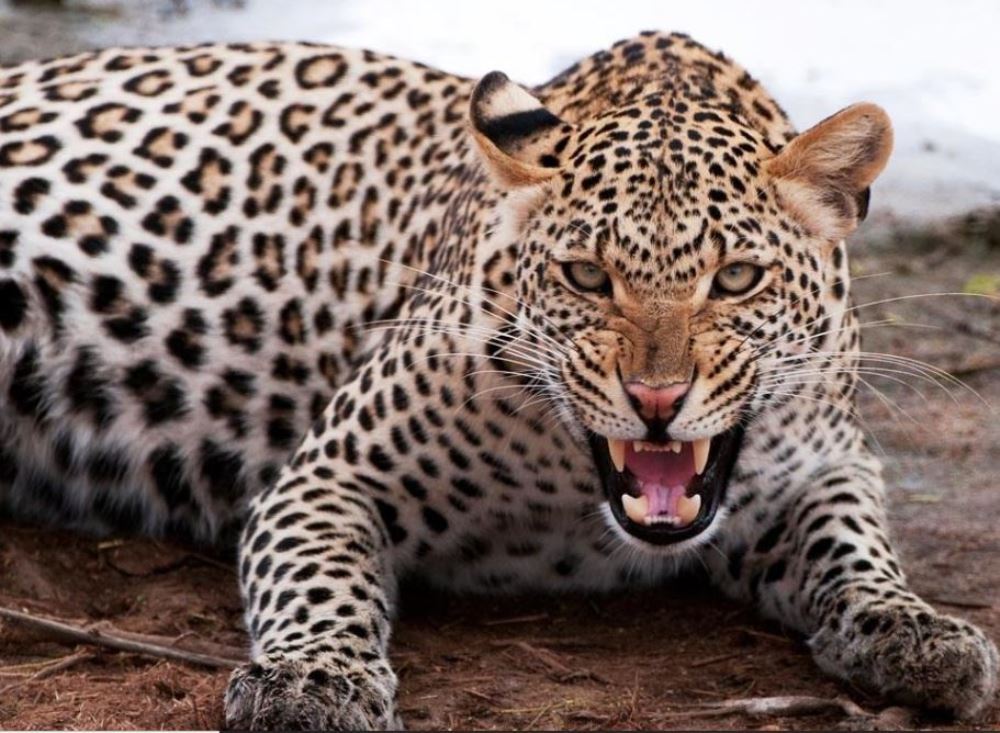 चितुवाले आक्रमण गर्दा एक महिलाको मृत्यु, दुई जनाले भागेर ज्यान बचाए