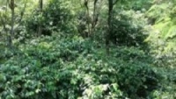 अग्र्यानिक कफी जापान, कोरिया र जर्मनी निर्यात  