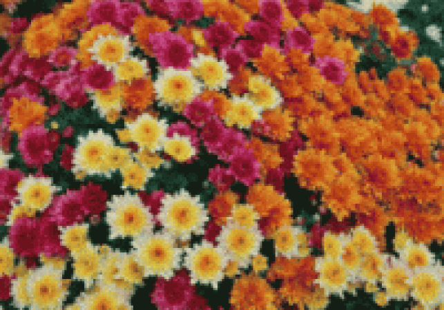 घरघरमै पुगे व्यापारी, बढ्यो फूलको मूल्य