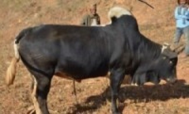 गोरु पाल्ने किसानलाई प्रोत्साहन भक्ता