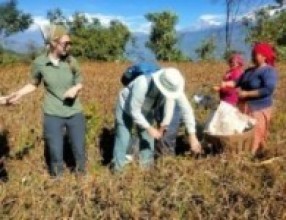 होमस्टेमा बाह्य पर्यटक कोदो टिप्छन्, साग केलाउँछन्