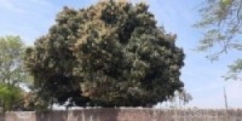 मधुवाको समस्याले किसान हैरान