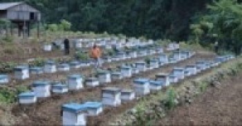 मौरीपालनका निम्ति अनुदान बढाउन किसानको माग