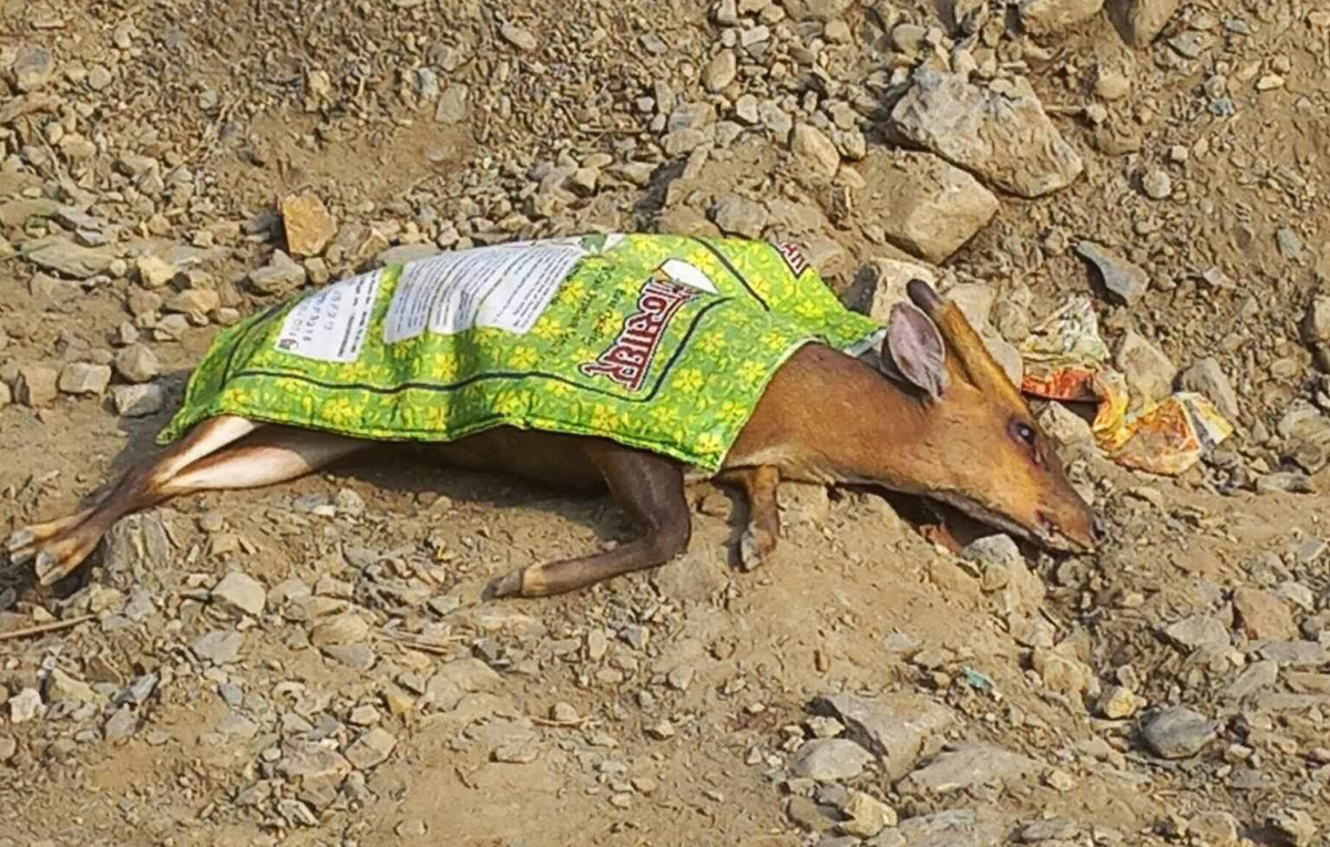 सवारी साधनको ठक्करबाट रतुवा मर्‍यो