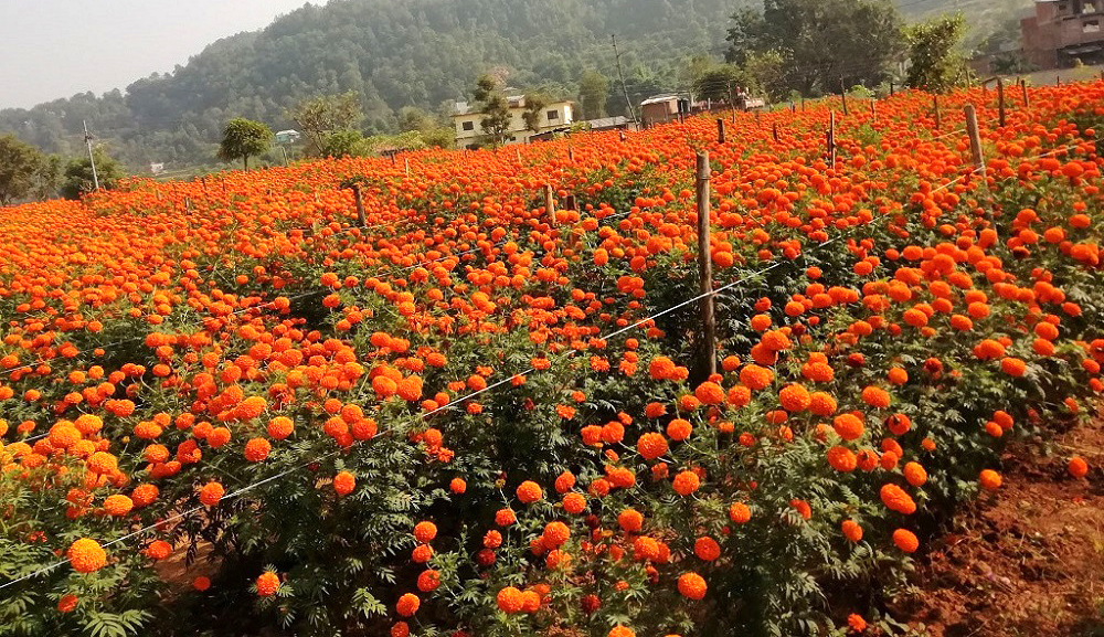 दसैँ, तिहार र छठमा पाँच करोडको फूल किनबेच