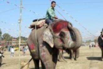 सेल्फीकलीलाई हात्ती सुन्दरीको उपाधि