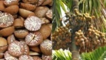  किसानलाई प्रोत्साहन गर्न सुपारी उद्योगलाई अनुदान    