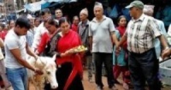 तलेजुको वाहन सेतो घोडा जात्रा सम्पन्न