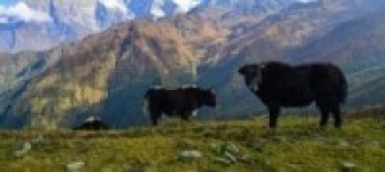 चौंरी हेर्ने गन्तव्य बन्दै हेलम्बु