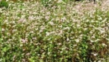 हुन छाड्यो फापर खेती