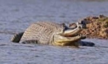 तीन गोही मृत अवस्थामा  फेला