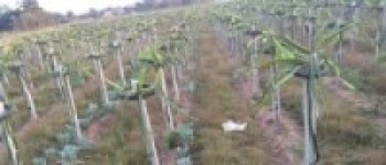 ड्रागन खेतीमा रमाउँदै पूर्वमन्त्री विष्ट