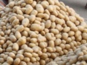 आलु उत्पादन बढेपछि महिला हौसिए