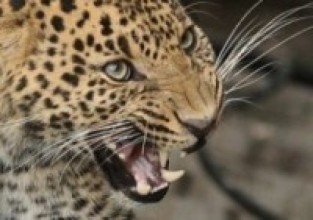 चितुवाको डरले बाहिर निस्किँदैनन् बन्दीपुरबासी