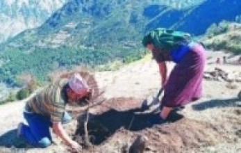 बाँझो जग्गामा ओखर