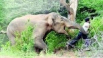 सिन्धुलीमा हात्तीको आक्रमणबाट दुई घाइते