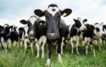 गाईको आहारामा संकट  उत्पन्न