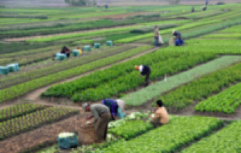 खेतीपाती सङ्गै कोरोनासँग लड्दै किसान