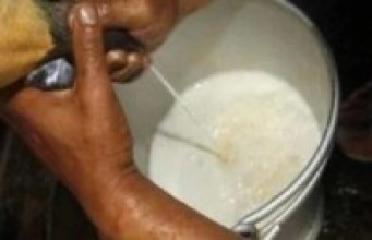 कोभिड–१९ को प्रभाव : दैनिक १७.५ प्रतिशत दूध कम खपत