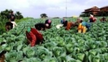 लकडाउनले तरकारी खेती गर्ने किसान चिन्तित